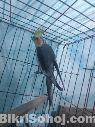 কোকাটেল পাখি